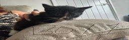 Mixed Breed cats for sale: 6 beautiful kittens  - Advert 9