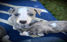 Whippet dogs for sale: Show Quality Blue Brindle KC Registered Whippets - Image 16