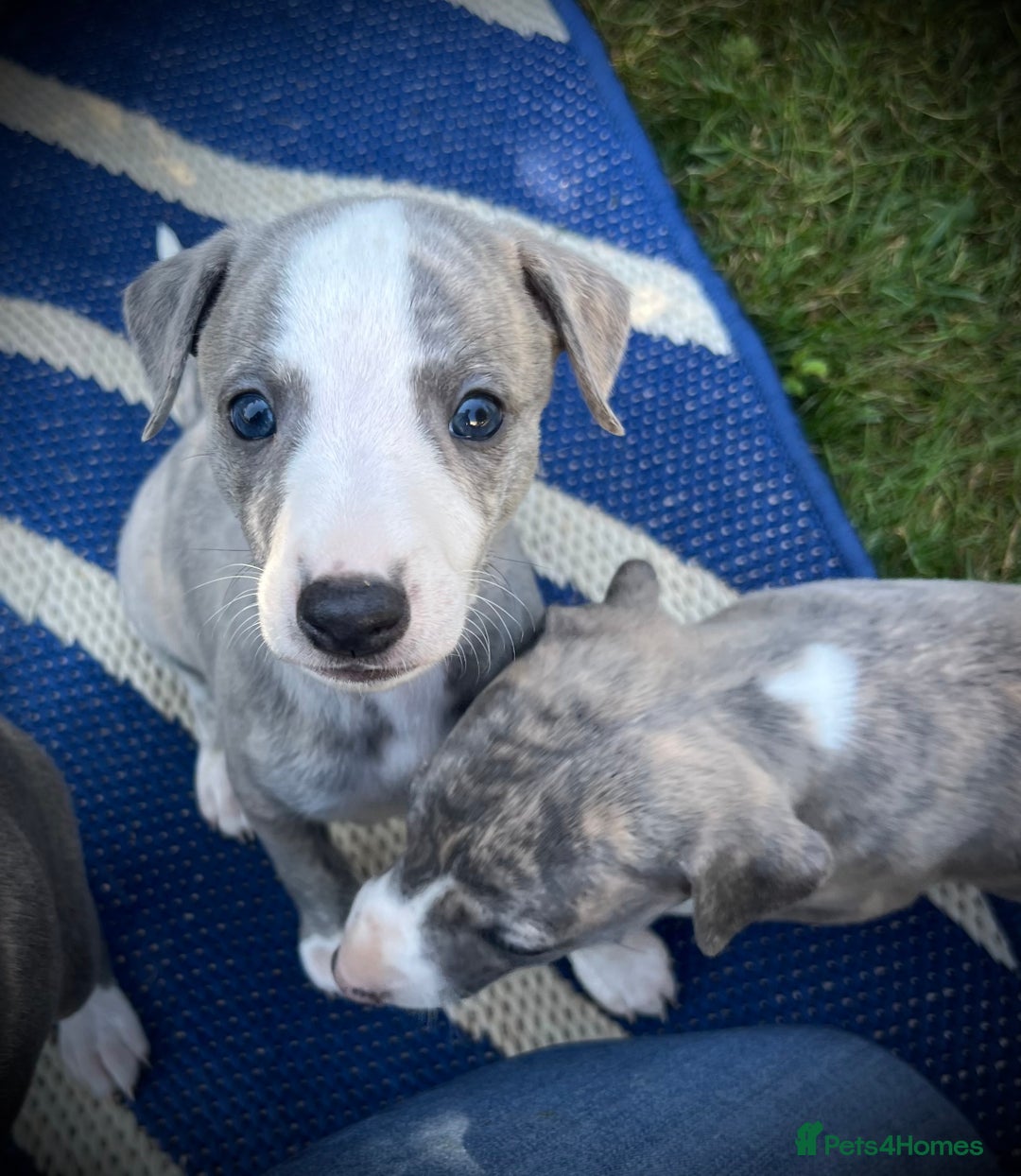 Whippet dogs for sale: Show Quality Blue Brindle KC Registered Whippets - Image 16