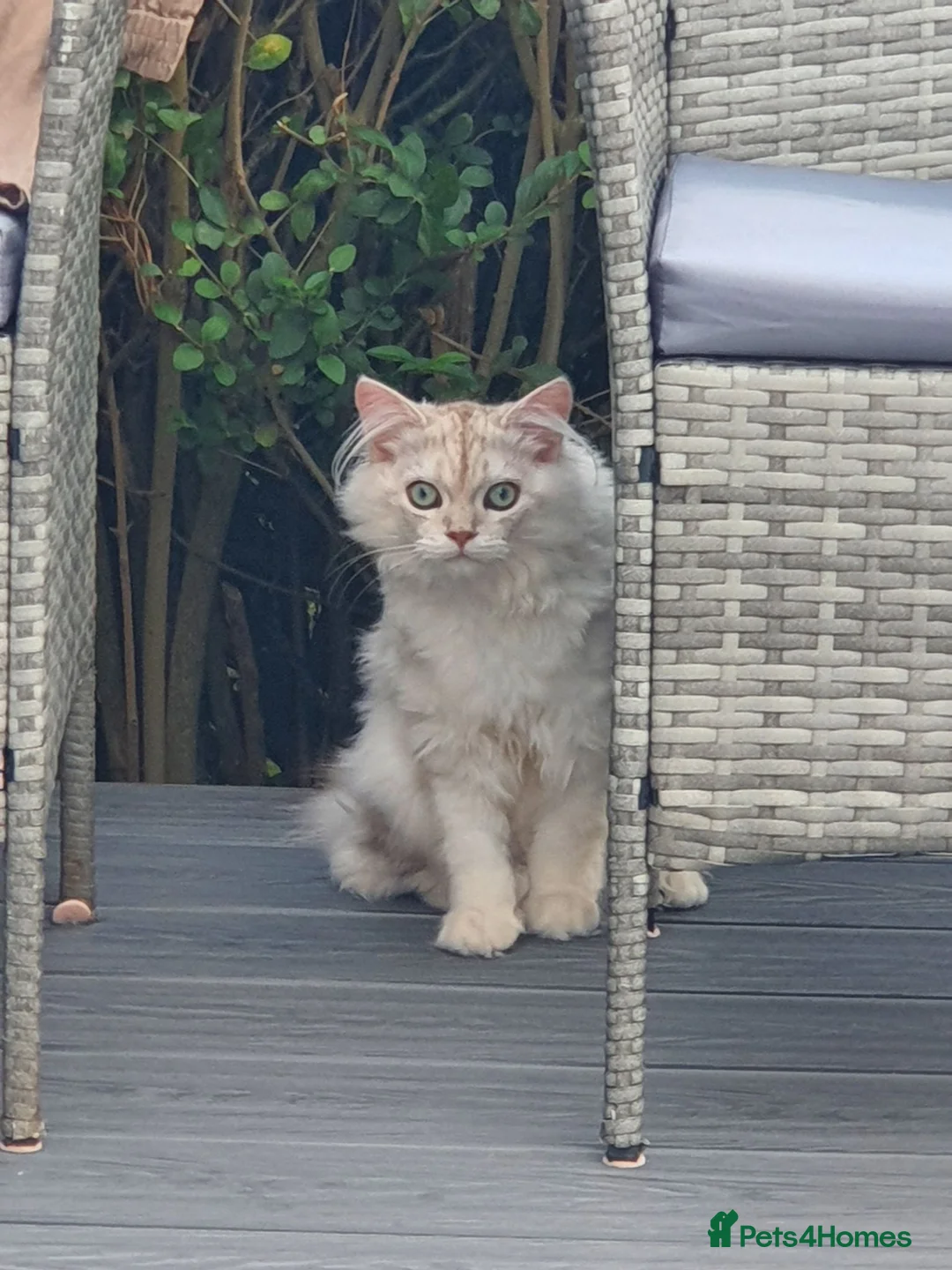 British Longhair cats for sale: Gentlest British Longhair male super friendly! - Advert 7