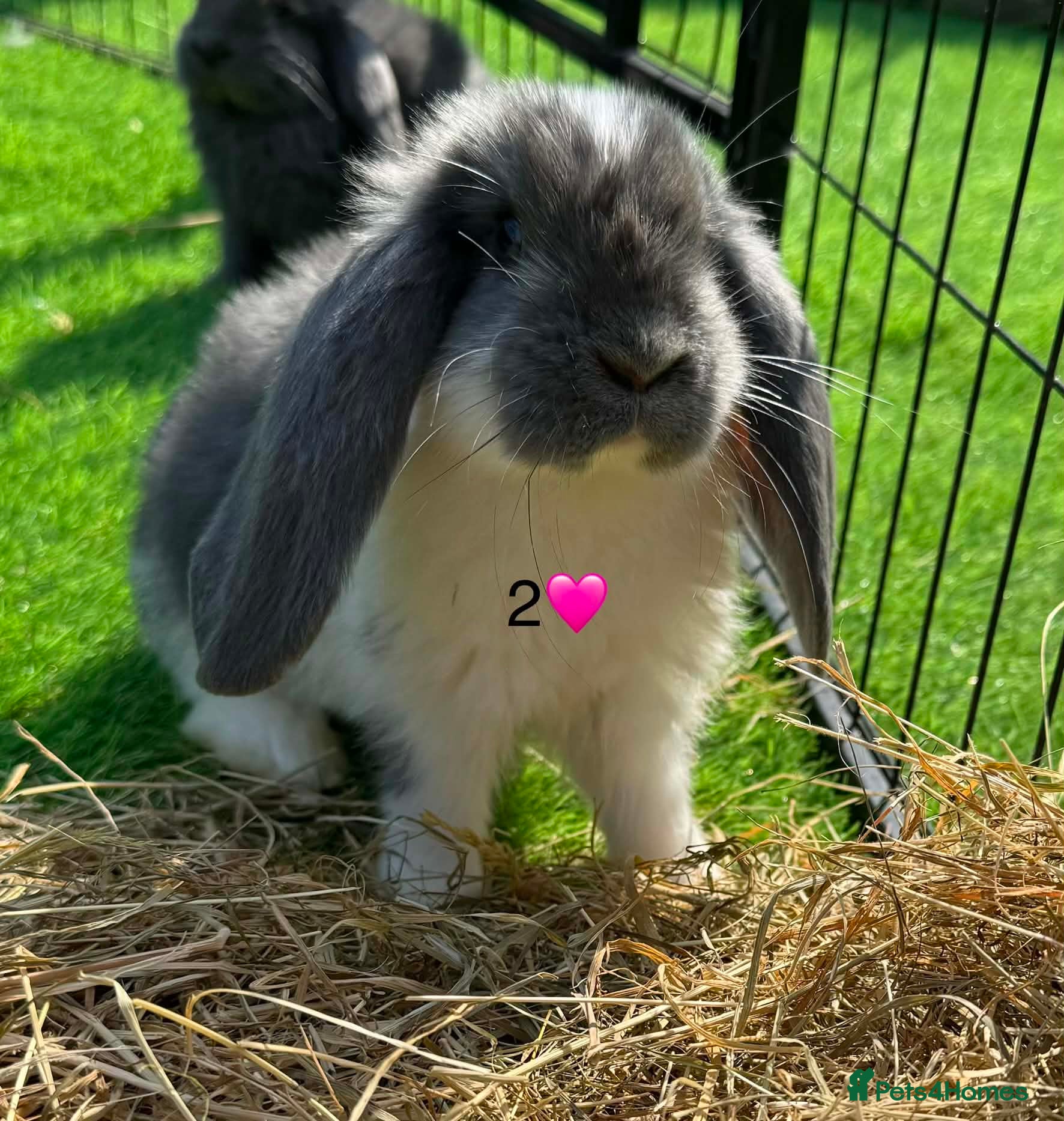 French Lop rabbits French lops - Advert 1