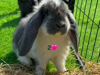 French Lop rabbits French lops - Advert 2
