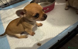 Chihuahua dogs for sale: Chihuahua pups - Image 14