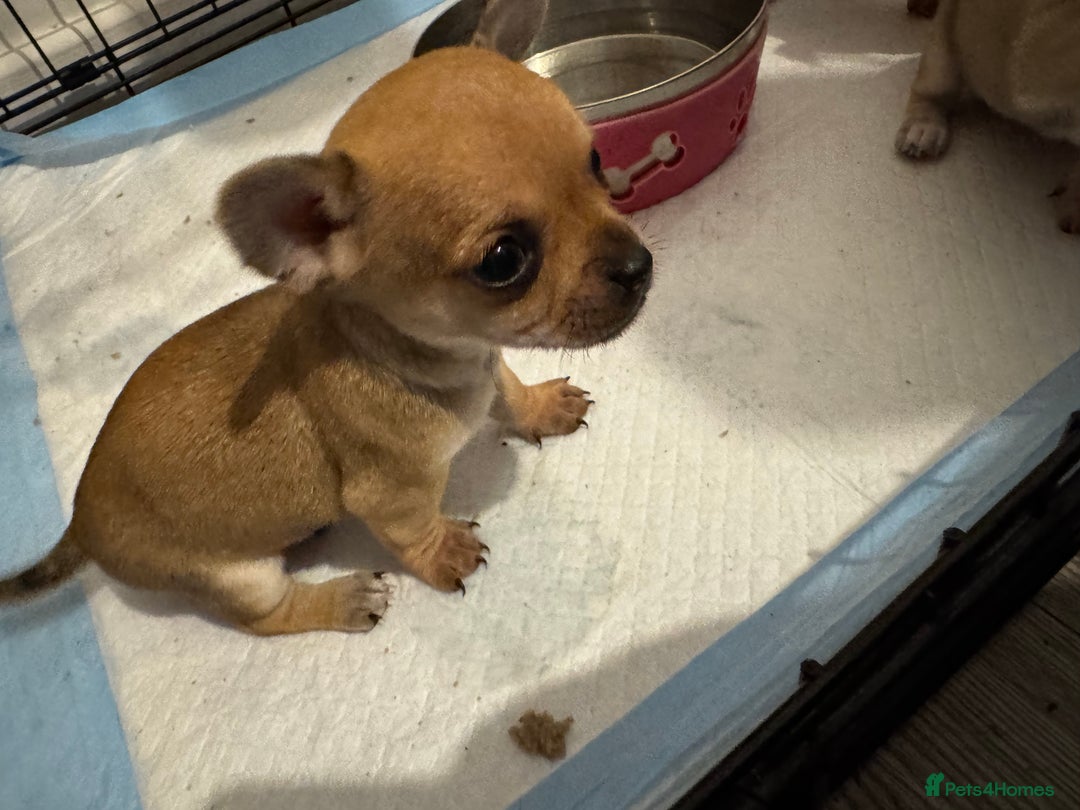 Chihuahua dogs for sale: Chihuahua pups - Image 14