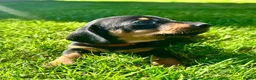 Miniature Dachshund dogs for sale: 🐾 LAST BOY LEFT - adorable miniature dachshund 🐾 - Advert 18