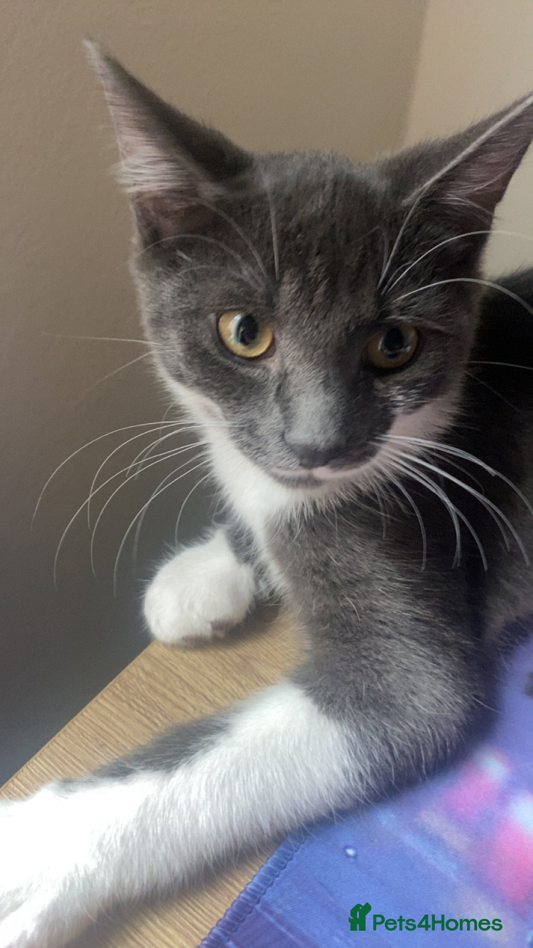 Siamese cats for sale: 2 kittens that need rehoming  - Image 4