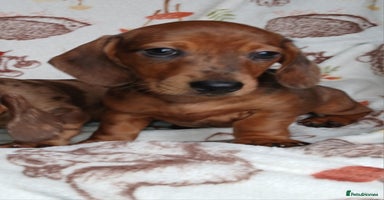 Miniature Dachshund dogs - Advert 13