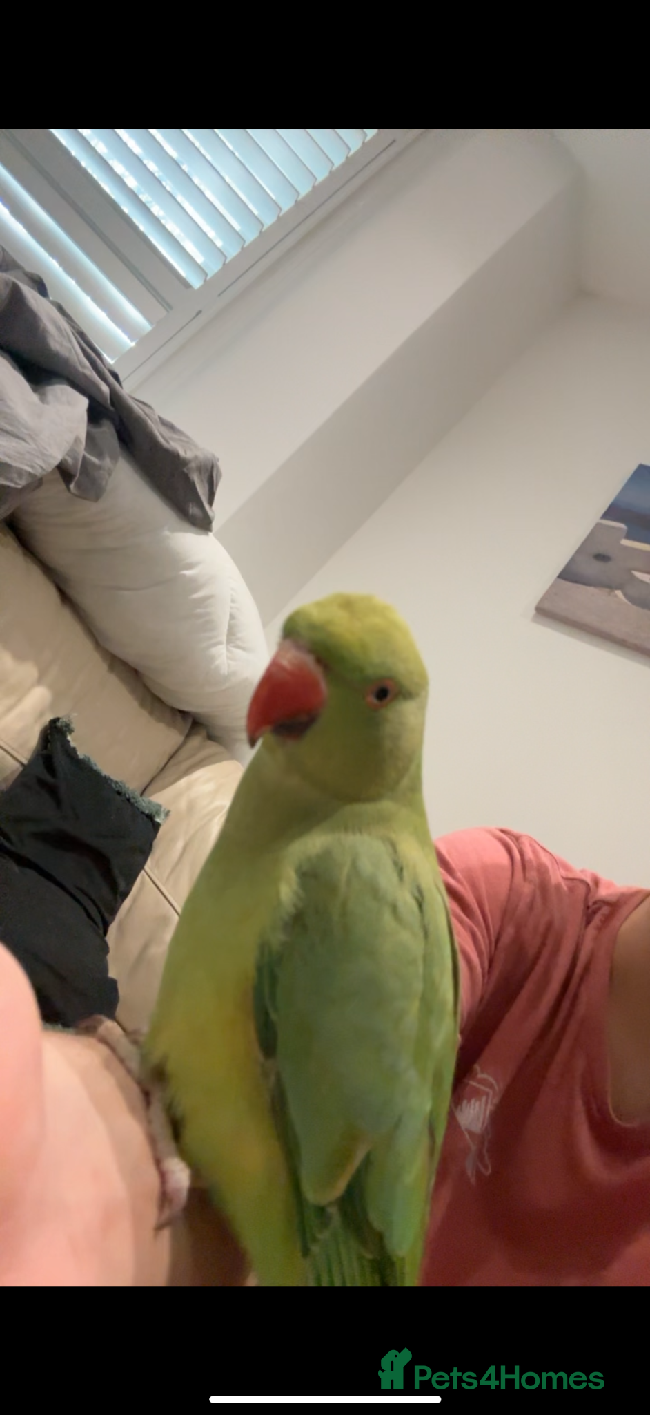 Ringnecks birds Hand-Tamed Male Indian Ringneck – 8 Months Old - Advert 2