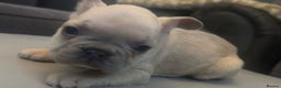 French Bulldog dogs for sale: French bulldogs reduced  ❤️  - Advert 4
