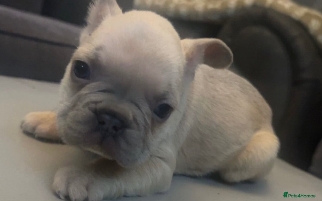 French Bulldog dogs for sale: French bulldogs reduced  ❤️  - Advert 4