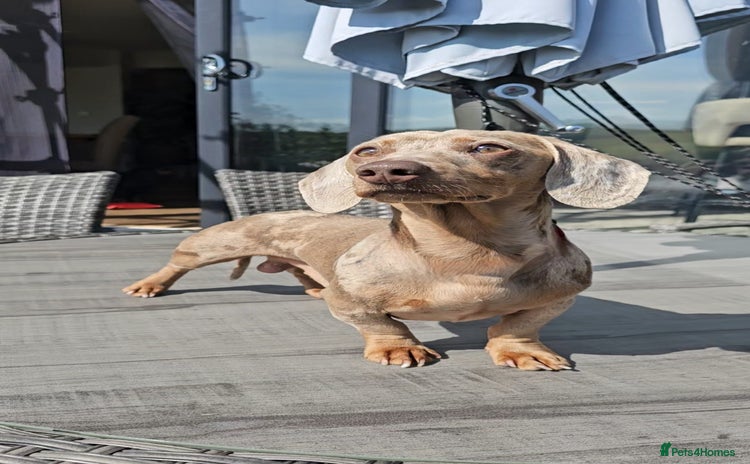 Miniature Dachshund dogs - Advert 9