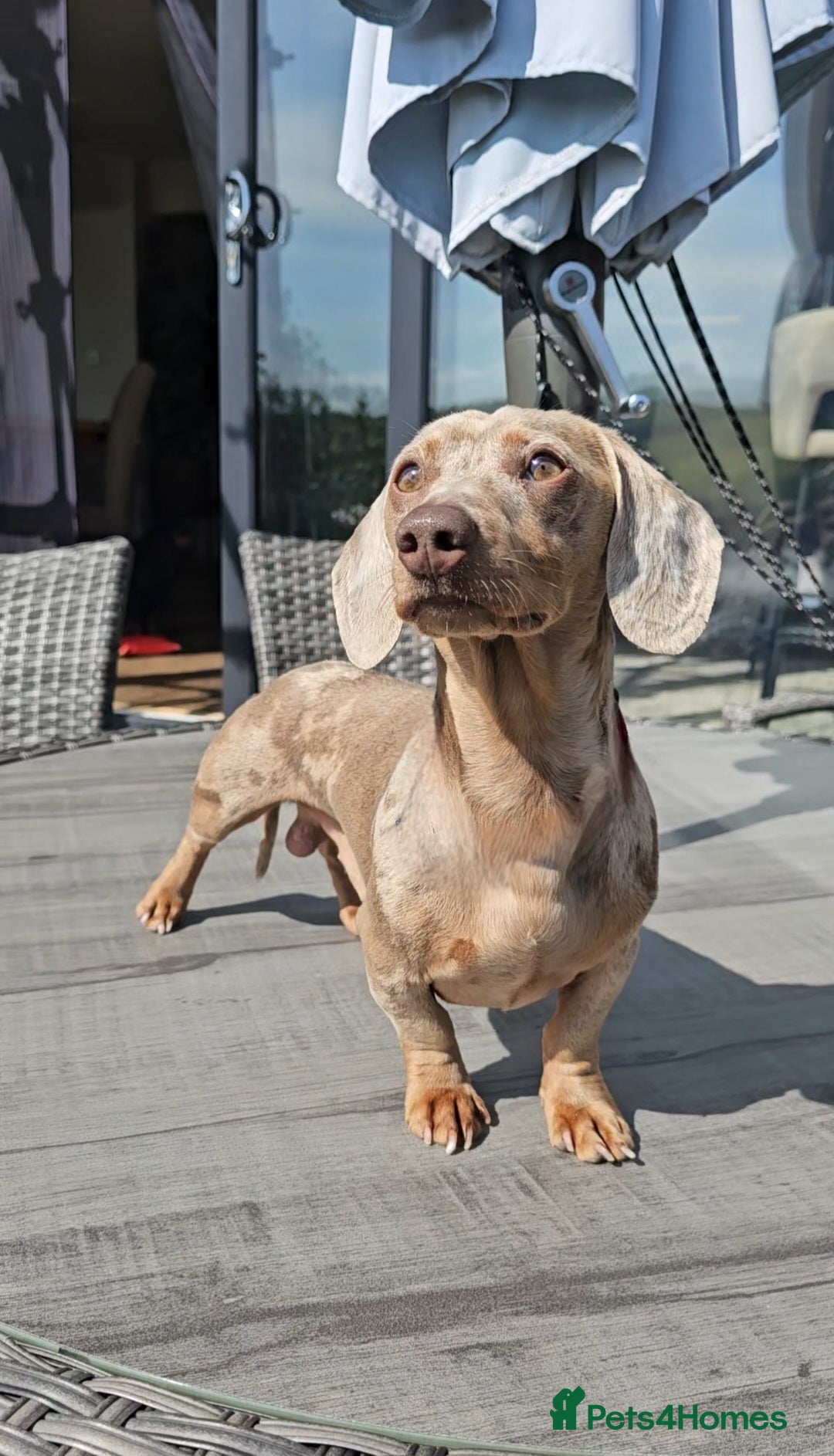 Miniature Dachshund dogs for stud: Miniature Dachshund Isabella dapple stud  - Image 3