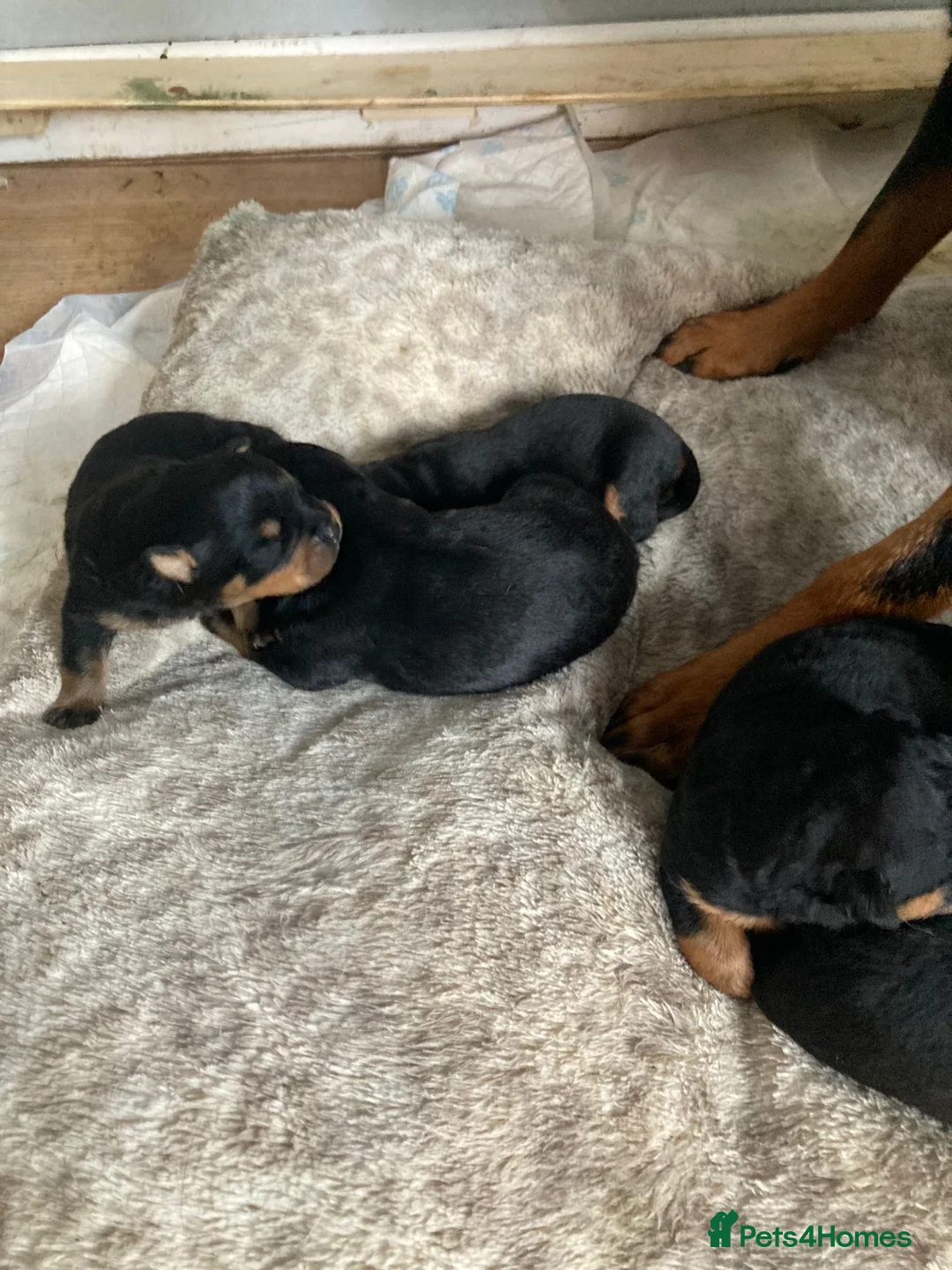 Rottweiler dogs for sale: Chunky Rottweiler puppies  - Advert 12