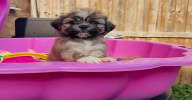 Shih Tzu dogs - Advert 1