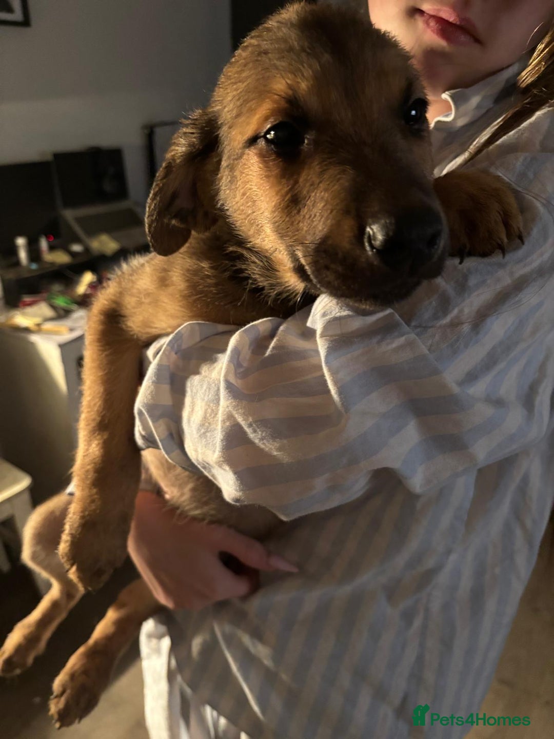 Mixed Breed dogs for sale: Beautiful Belgian Malanois x Labrador Puppies  - Image 10