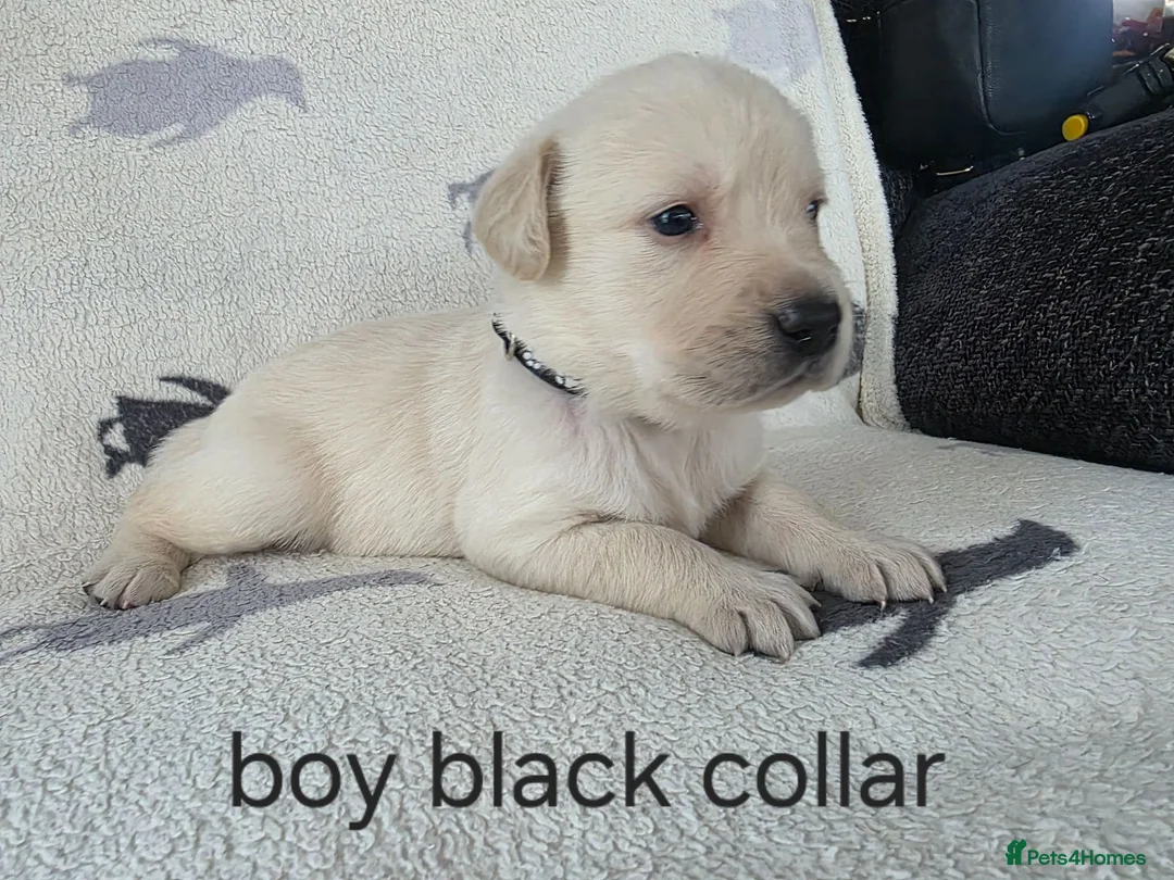Goldador dogs for sale: retreiver puppies in Newport-on-Tay - Advert 2