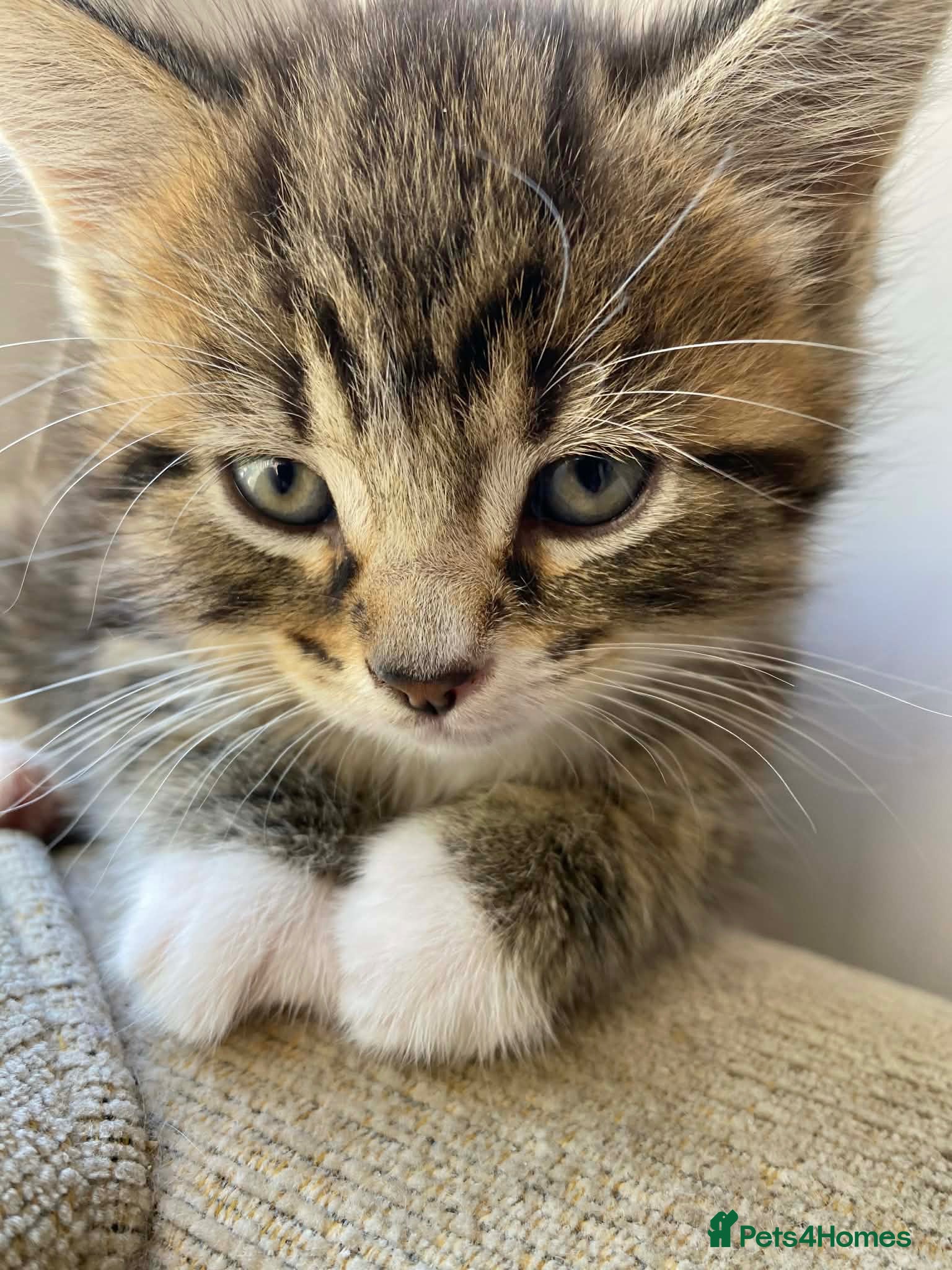Mixed Breed cats Kittens available now - Advert 9