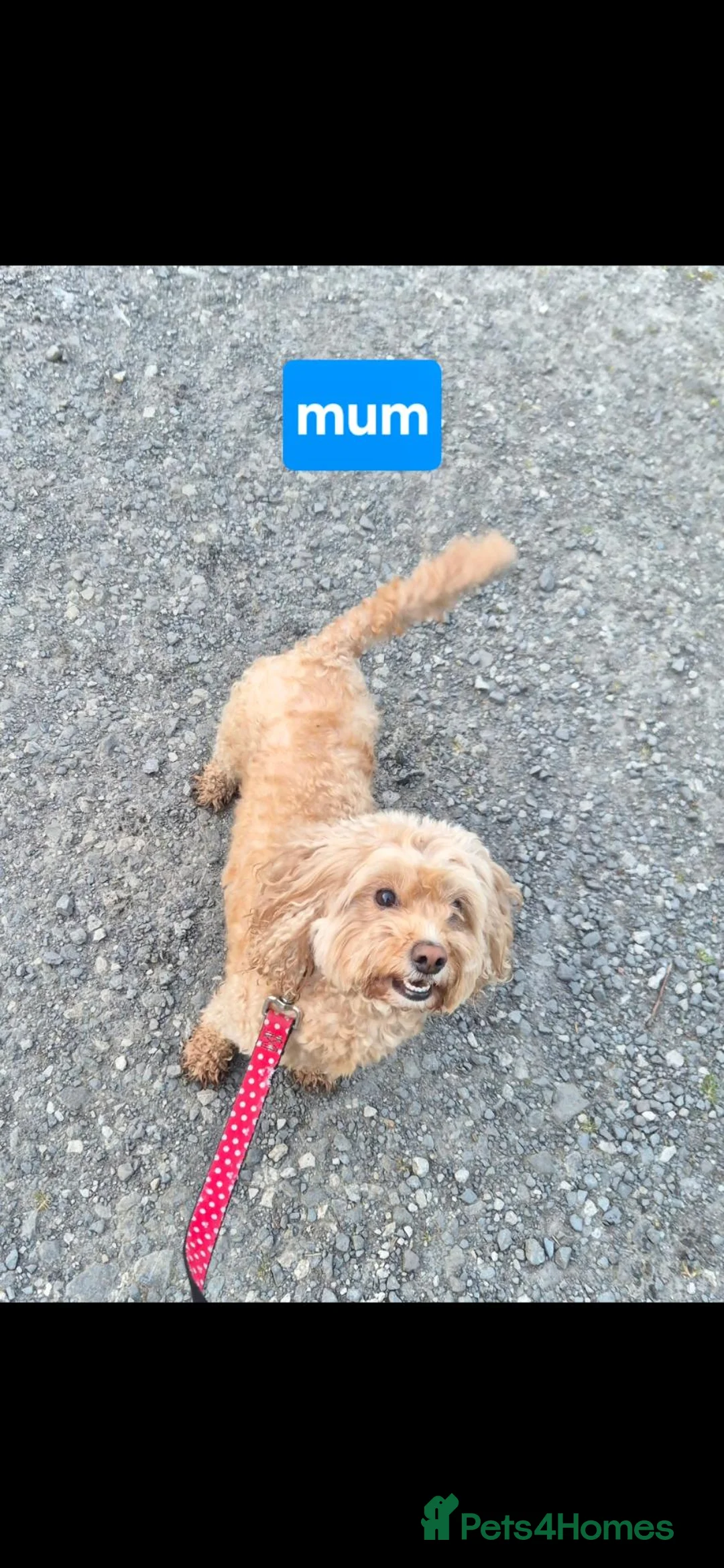 Cavapoochon dogs for sale: 🐾✨ CAVAPOOCHON PUPPIES 3 GIRLS AVAILABLE! ✨🐾 - Advert 2
