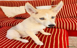 Pomsky dogs for sale: ✨ Adorable Blue-Eyed Pomsky 🐾 Pups, 16 Weeks Old - Image 30