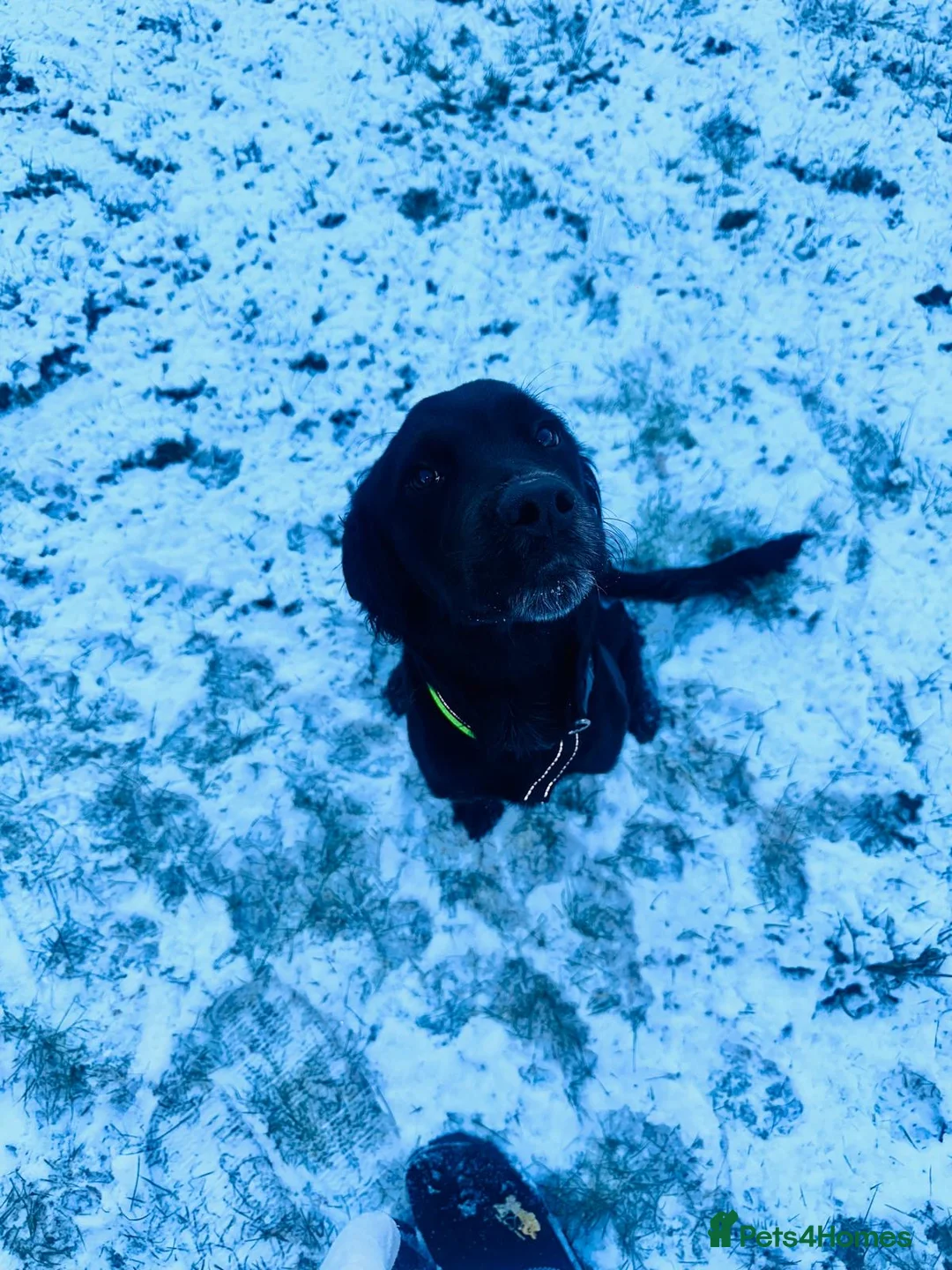 Mixed Breed dogs for sale: Re-home my Labrador  - Advert 5