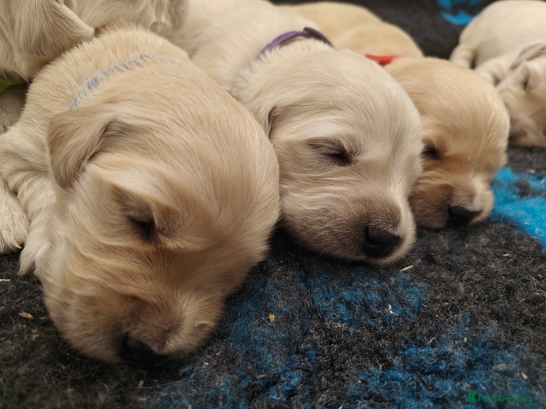 Golden Retriever dogs for sale: Outstanding KC registered Golden Retriever Puppies - Image 5