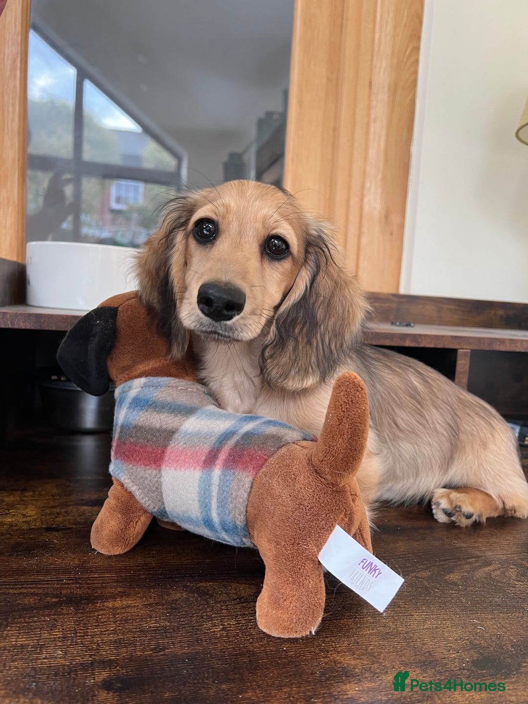 Miniature Dachshund dogs for sale: **KC REG Miniature long haired dachshund puppies** - Image 3