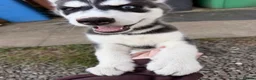 Siberian Husky dogs for sale: Siberian Husky Puppies  - Advert 3