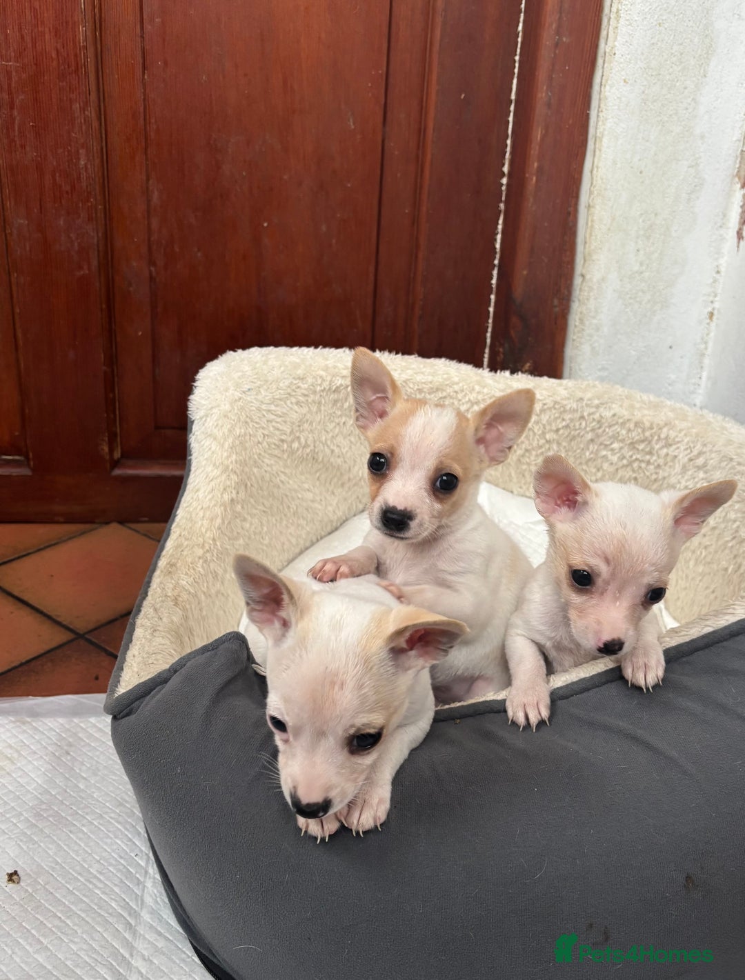 Mixed Breed dogs for sale: Adorable Jack Russel x Chihuahua puppies  - Advert 8
