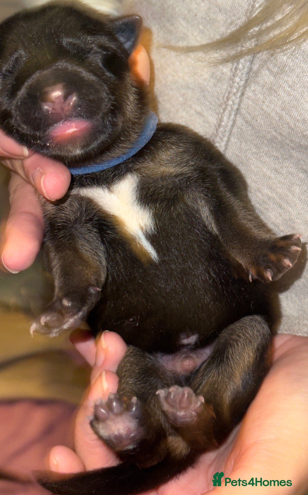 Mixed Breed dogs for sale: Belgian malinois x German Shepherd puppies  - Advert 10