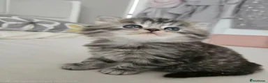 Female Tabby 