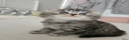Mixed Breed cats for sale: Male Tuxedo Female Grey Tabby Persian X - Advert 14