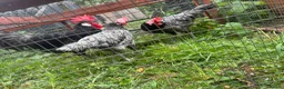 Chickens poultry for sale: Point of lay chickens for sale - Advert 3