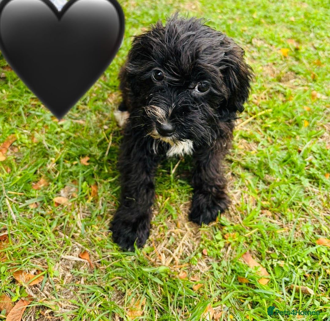 Shih Tzu dogs for sale: Shih Tzu Puppies  - Image 7