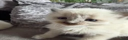 Ragdoll cats for sale: Ragdoll/ mixed  - Advert 10