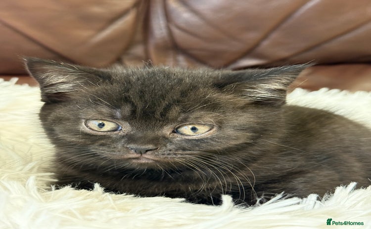 British Shorthair cats - Advert 2