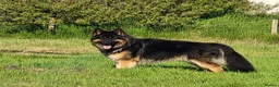 German Shepherd dogs for sale: High Quality Straight back KC registerd GSD pups - Advert 4