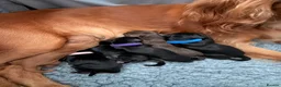Cocker Spaniel dogs for sale: KC Working cocker spaniels - Advert 4