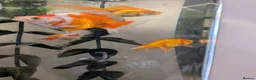 Fancy Goldfish fish for sale: 4 Fancy Goldfish for sale - Advert 5
