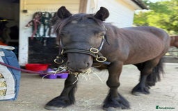 Fell horses for sale: Stunning black 2 year old Fell filly - Image 1