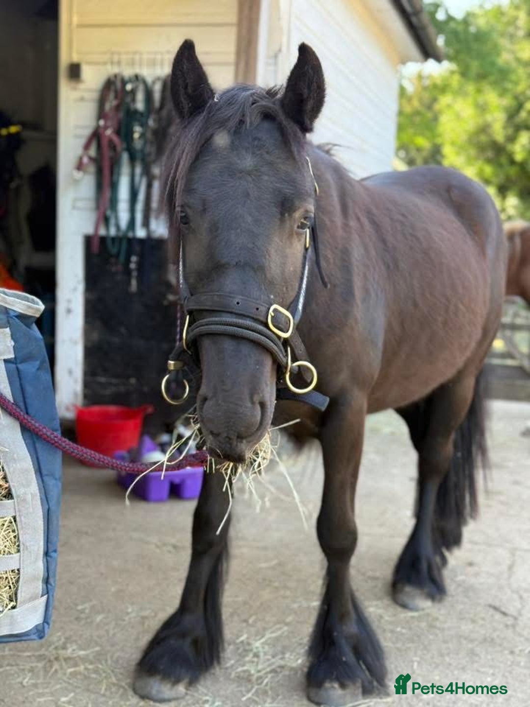 Fell horses for sale: Stunning black 2 year old Fell filly - Image 1