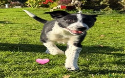 Border Collie dogs for sale: Border collie puppies  - Image 5