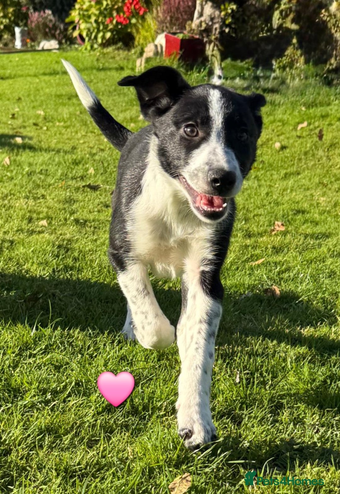 Border Collie dogs for sale: Border collie puppies  - Image 5