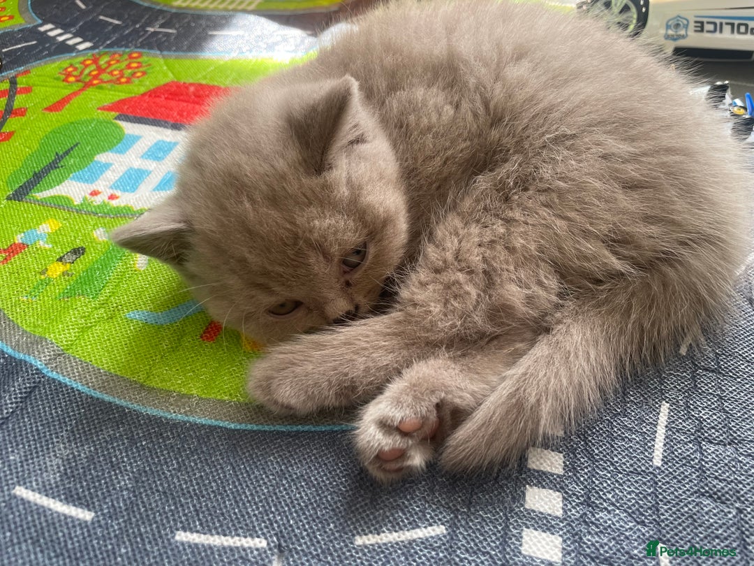 British Shorthair cats for sale: Wonderful, fluffy British Shorthair kittens - Image 3