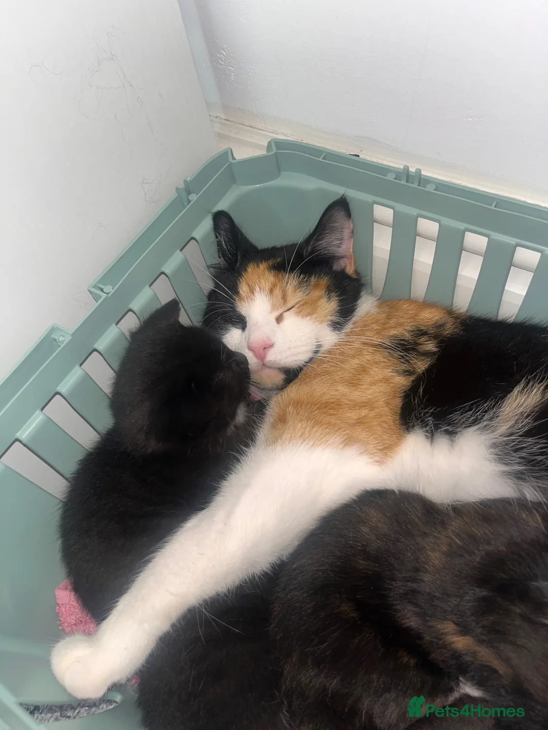Mixed Breed cats for sale: One baby boy left- Smudge in Harrow - Advert 1
