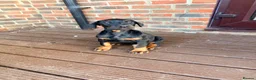 Dobermann dogs for sale: EXCEPTIONAL HOME BRED DOBERMANN PUPPIES - Advert 14