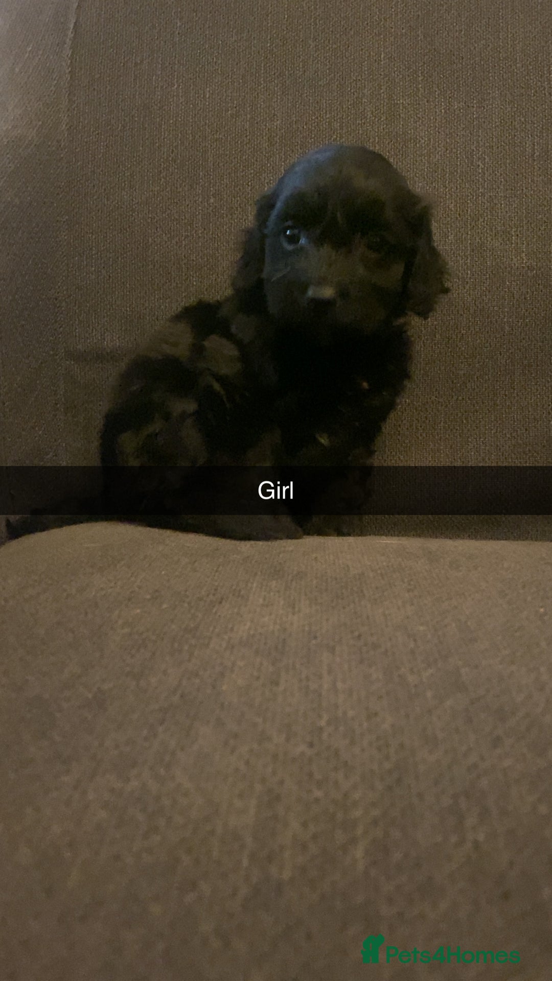 Cockapoo dogs for sale: Cockerpoo puppy’s  - Advert 12