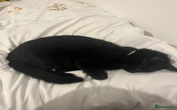 Domestic Shorthair cats for sale: My little baby needs a new home - Image 8