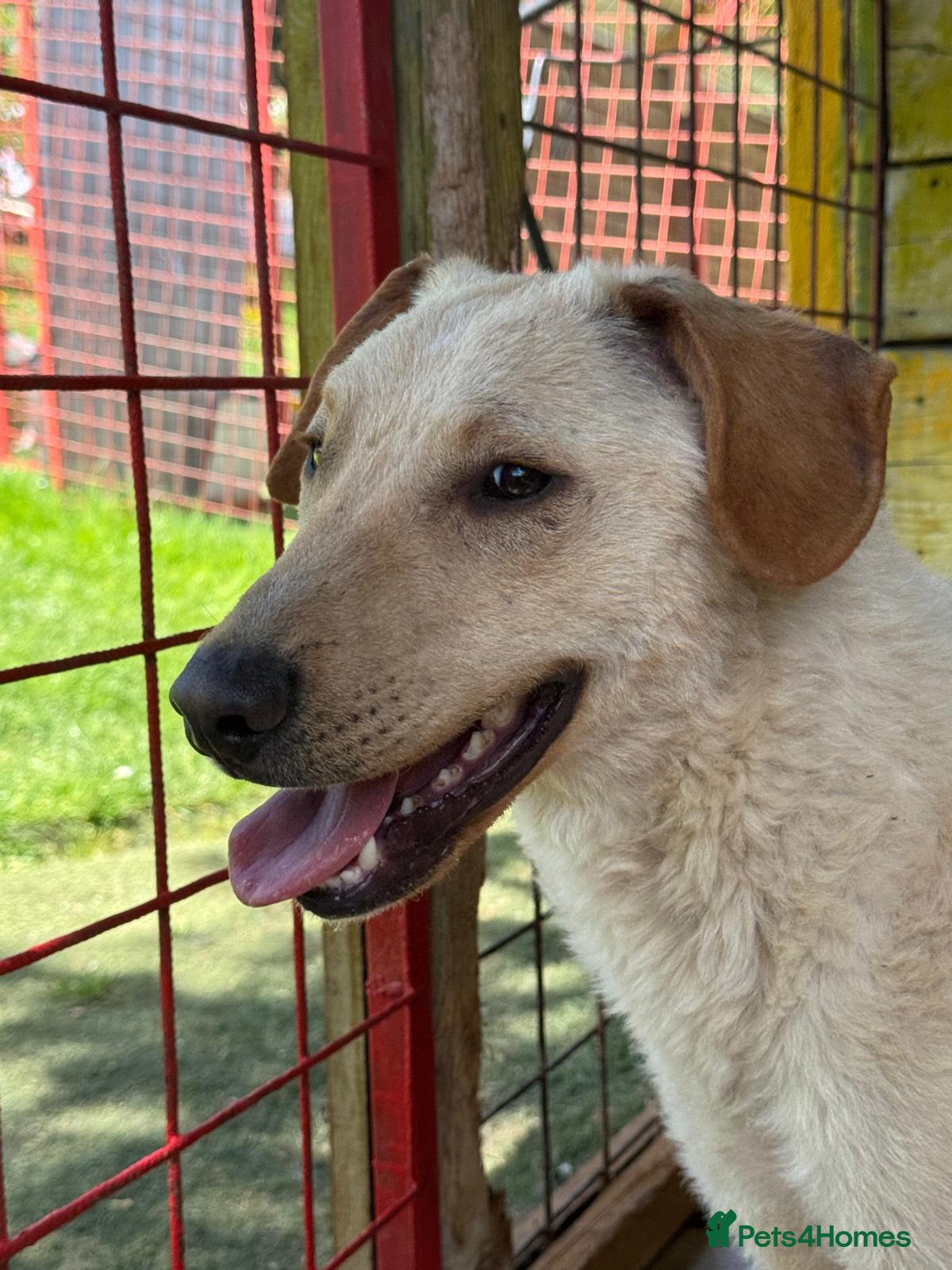 Mixed Breed dogs Otis  - Advert 13