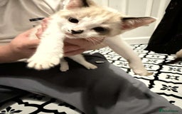 Domestic Shorthair cats for sale: 2 Male 2 female kittens  - Image 16