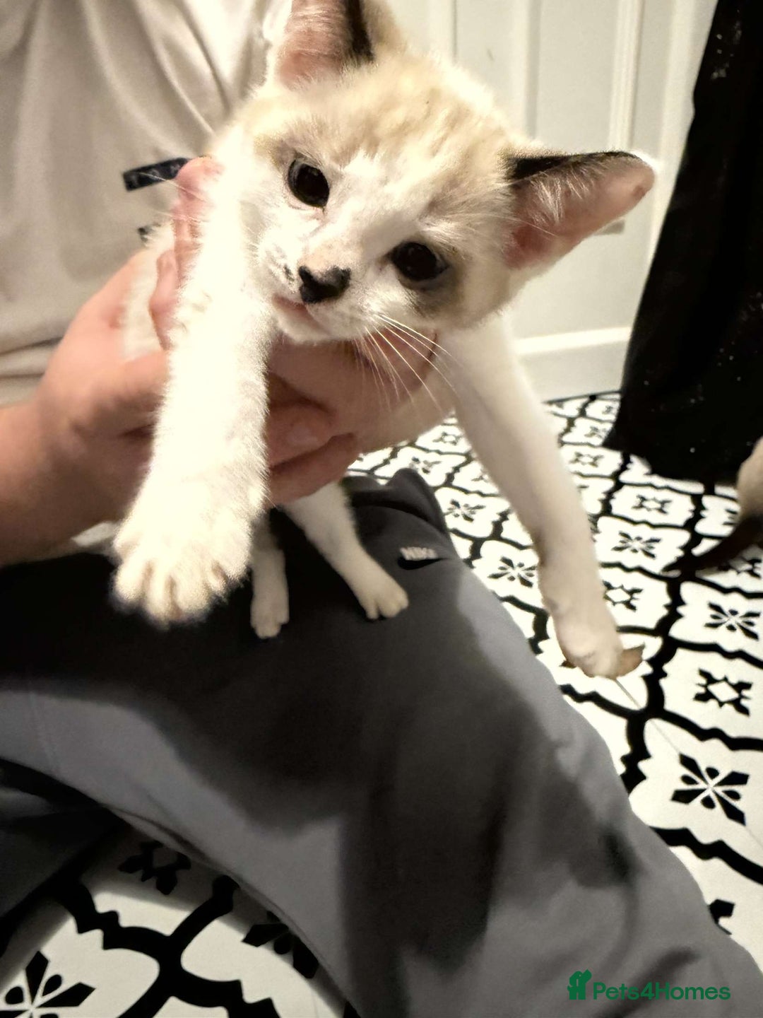 Domestic Shorthair cats for sale: 2 Male 2 female kittens  - Image 16